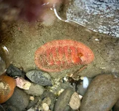 Merten's Chiton thumbnail 4
