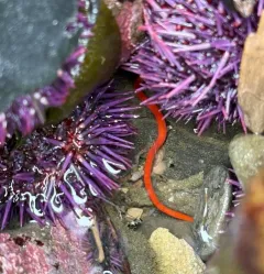 Tubulanus ruber thumbnail 2