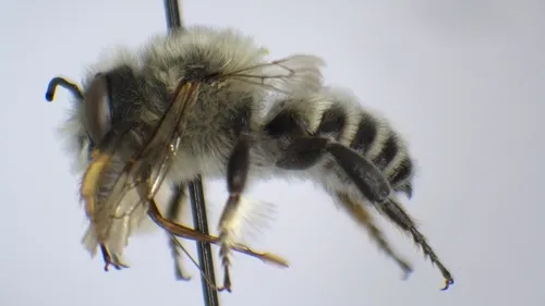 Megachile umatillensis