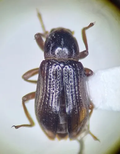 Zaitzevia parvula