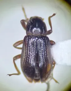 Zaitzevia parvula thumbnail 1