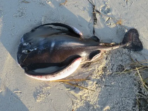 Western Atlantic Torpedo
