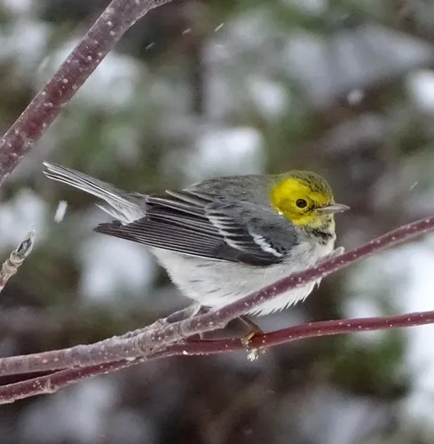 Hermit Warbler