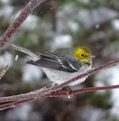 Hermit Warbler thumbnail 1