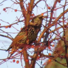 European Starling thumbnail 2