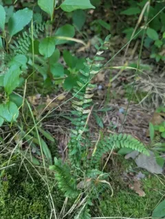 Phytoliriomyza felti thumbnail 1