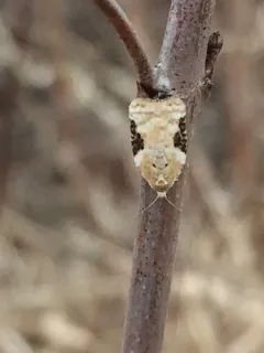 Acleris simpliciana thumbnail 4