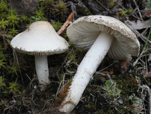 dune dapperling