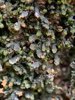 Inflated Scalewort thumbnail 2