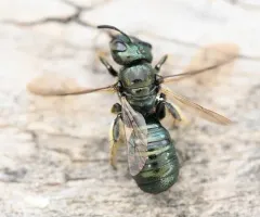 Ceratina mikmaqi thumbnail 2
