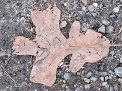 post oak thumbnail 4