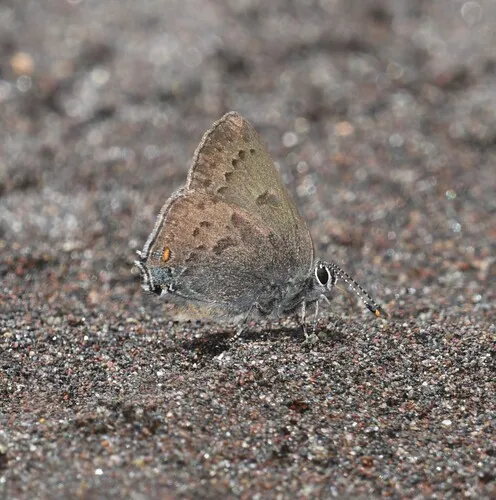 Gold-hunter's Hairstreak