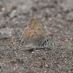 Gold-hunter's Hairstreak thumbnail 1