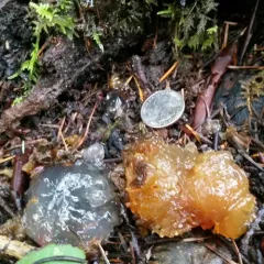 Crystal Brain Fungus thumbnail 3