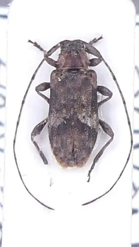 Sternidius fascicularis