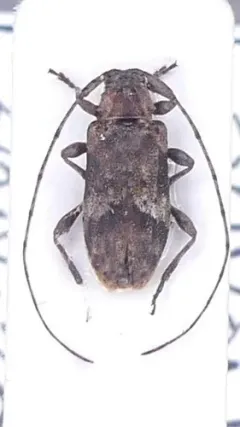Sternidius fascicularis thumbnail 1