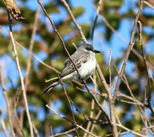 Gray Kingbird