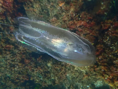 Warty Comb Jelly
