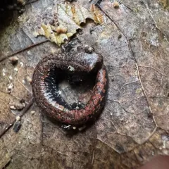 Oregon Slender Salamander thumbnail 2