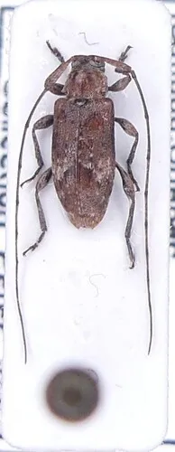 Sternidius rusticus