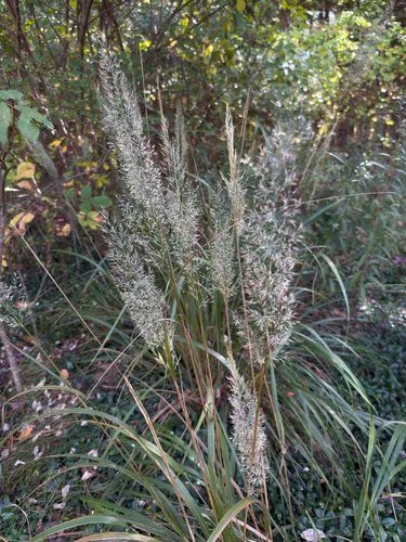 Korean feather-reed grass