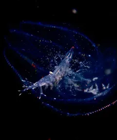 Oxycephalus clausi thumbnail 1