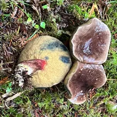 Xerocomellus mendocinensis thumbnail 2