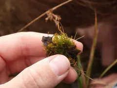 Pohlia bulbifera thumbnail 3