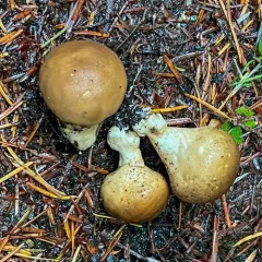 Lycoperdon subumbrinum thumbnail 2