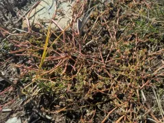 Annual Sea-purslane thumbnail 2