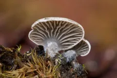 Arrhenia subglobisemen thumbnail 2