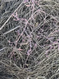 Maritime Saltbush thumbnail 2