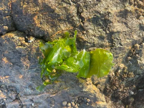 Sea Lettuce