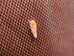 Tautoneura polymitusa thumbnail 3