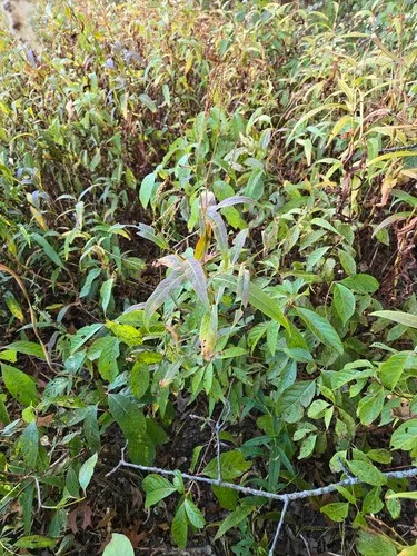 Bog Smartweed