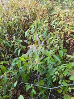 Bog Smartweed thumbnail 1