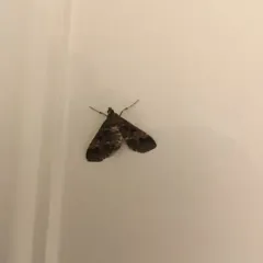 European Pepper Moth thumbnail 2