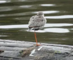 Spotted Redshank thumbnail 4