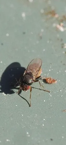 Spelobia bifrons