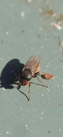 Spelobia bifrons thumbnail 1