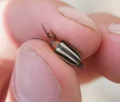 Disonycha latiovittata thumbnail 2