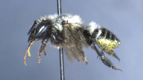Megachile subnigra