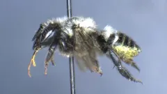 Megachile subnigra thumbnail 1