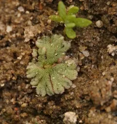 Frost's Crystalwort thumbnail 4