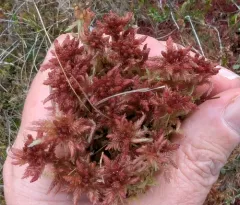 Divine Bogmoss thumbnail 1