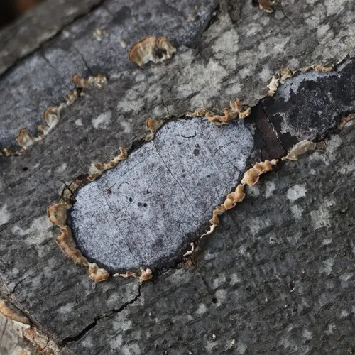 hypoxylon canker