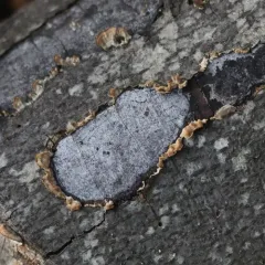 hypoxylon canker thumbnail 1