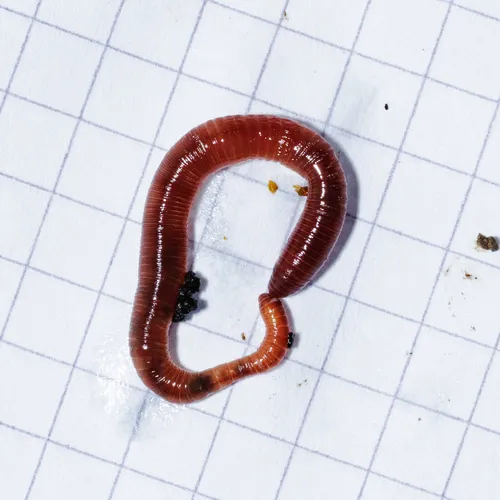 Brown Litter Worm
