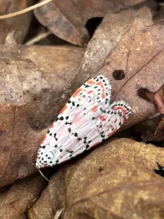 Ornate Bella Moth thumbnail 3