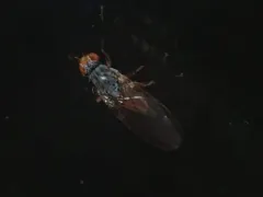 Tephrochlamys flavipes thumbnail 2